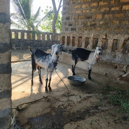 થંબનેલ 2