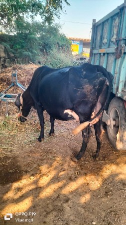 થંબનેલ 3