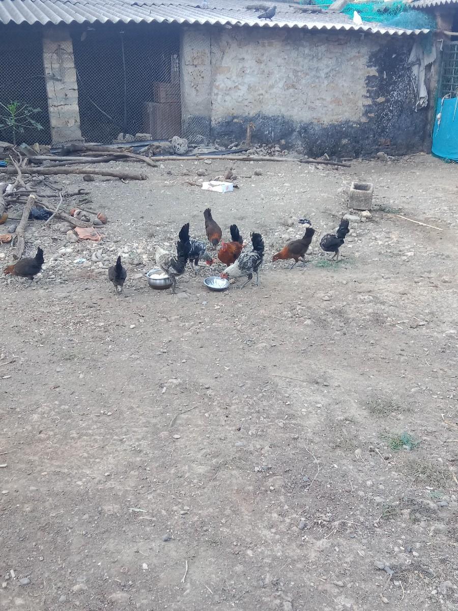 આ મુરઘા ના પાતરા વેચવાના છે દેશી