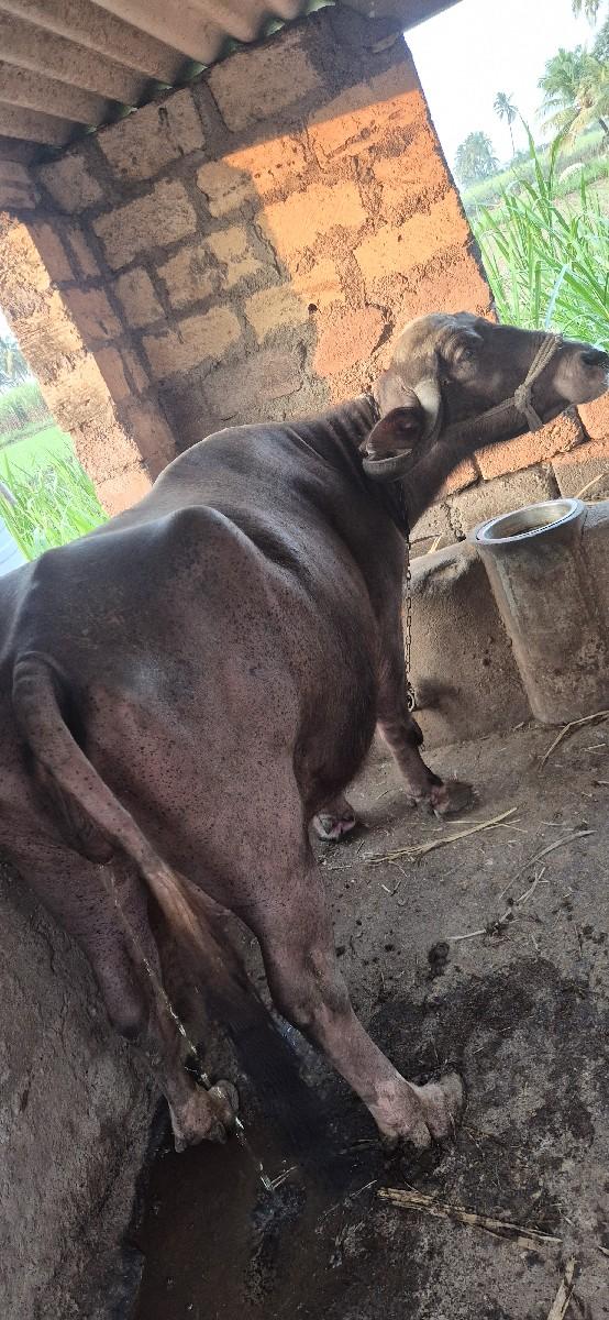 थंबनेल 3