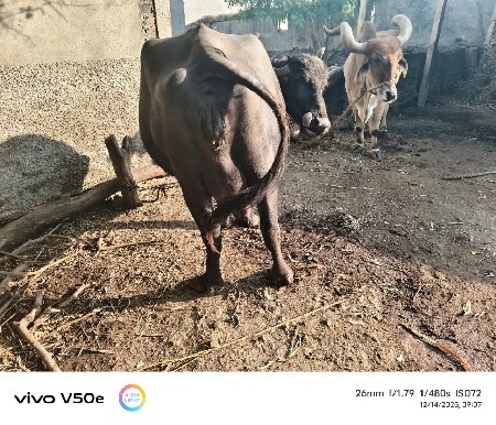 ભેસ વેચવાની છે