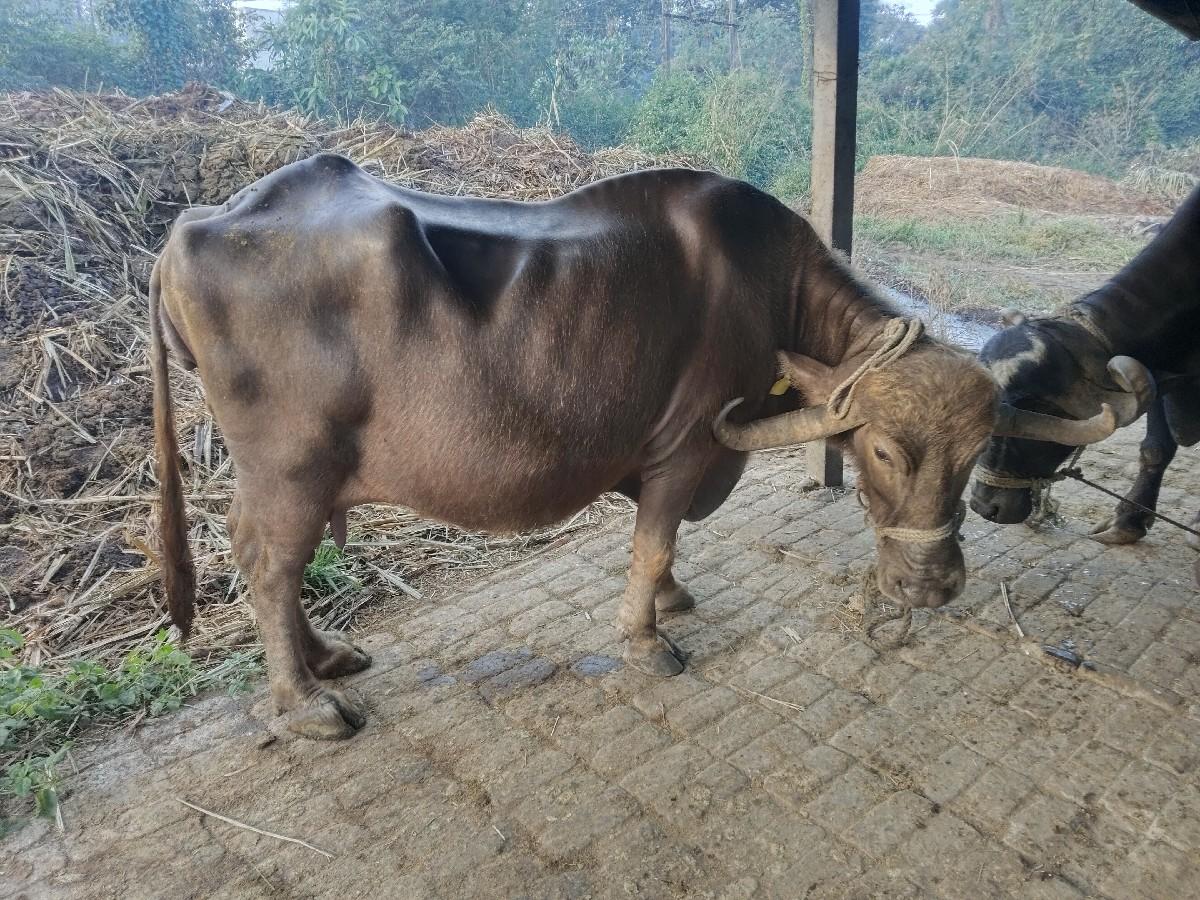 थंबनेल 2