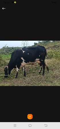 ગાય વેચવાની છે