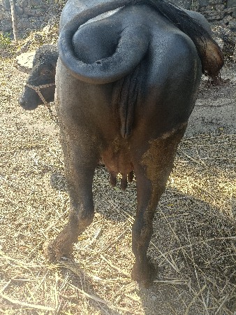 ભેશ વેચવાની છે.