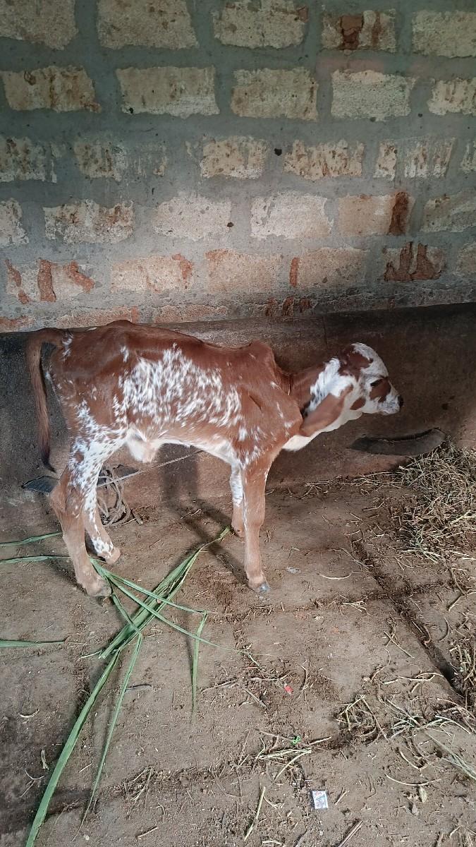 થંબનેલ 3