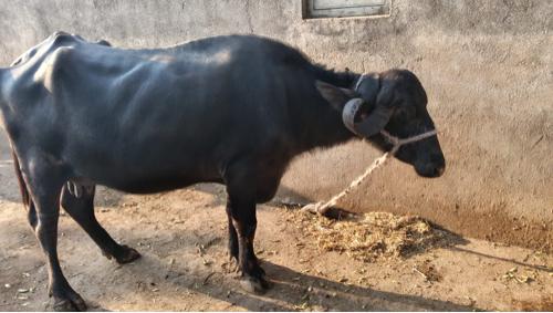 થંબનેલ 3