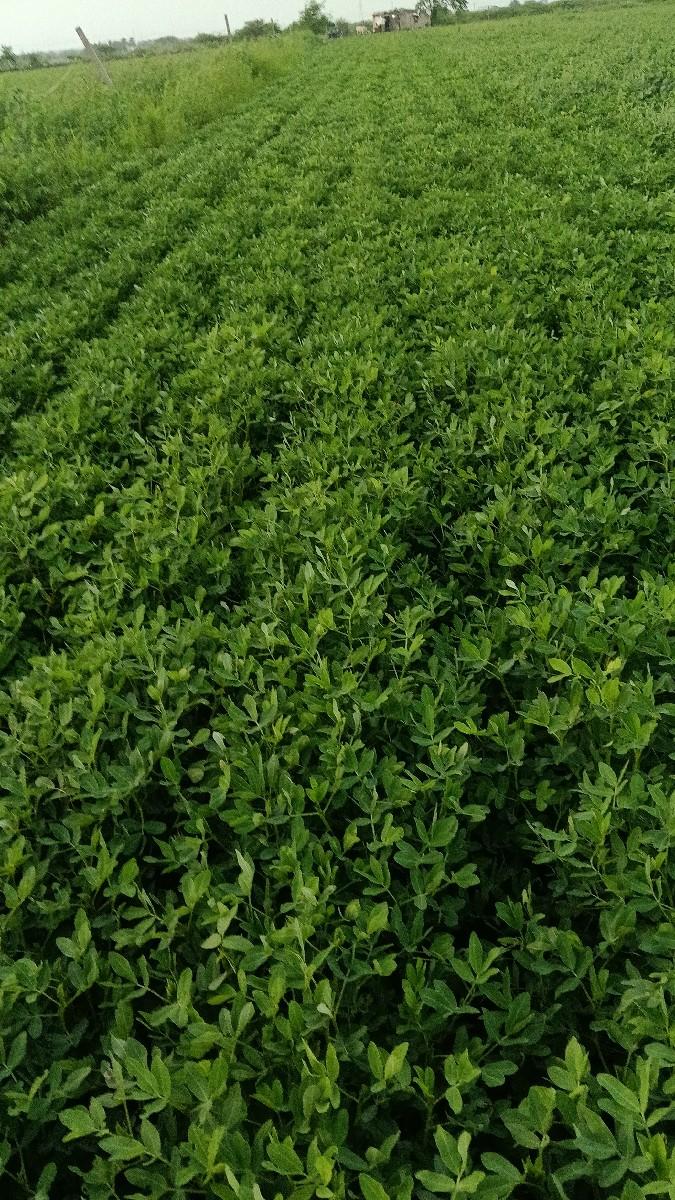 10 vigha no bhuko vechvano che