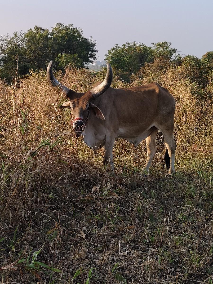 ગોઢલો વેચવાનો છે