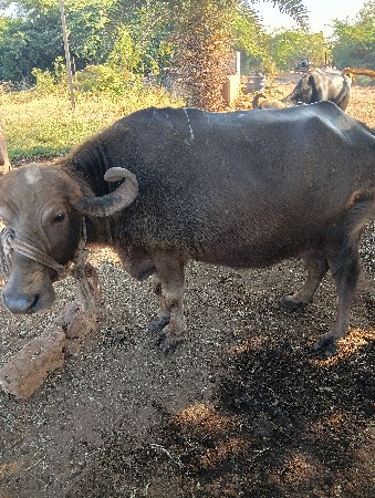 थंबनेल 3