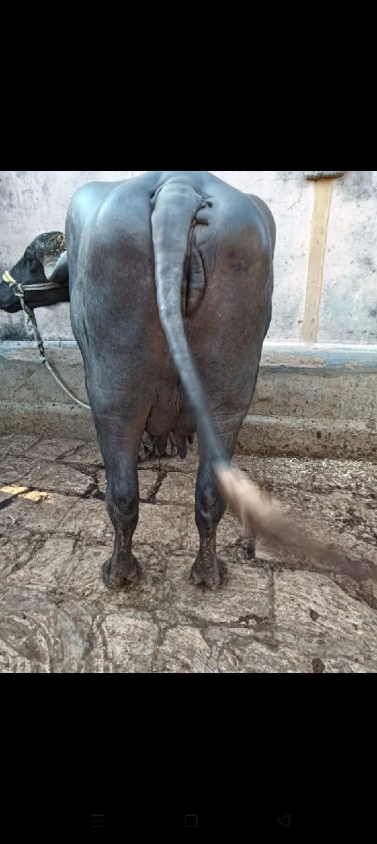 ભેંસ વેચવાની છે