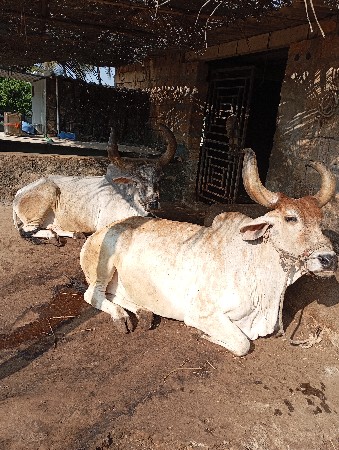 બળદ વેચવાના છે