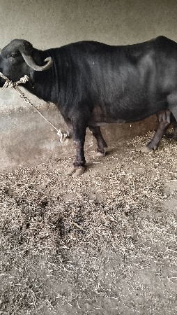 ભેંસ વેચવાની છે.