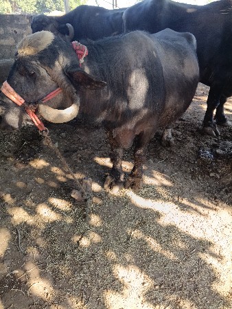 थंबनेल 2