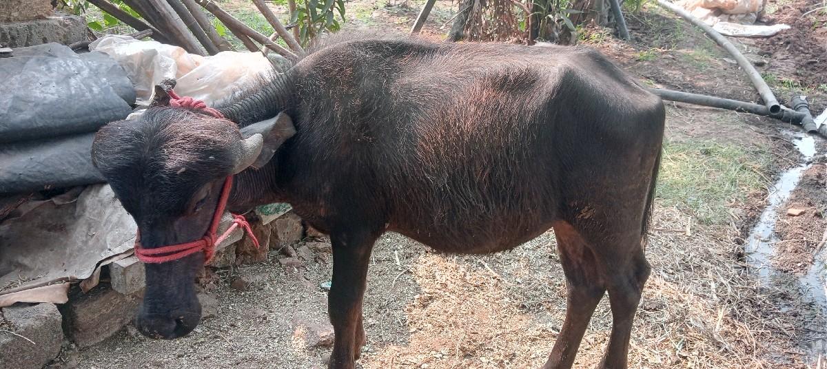 થંબનેલ 2