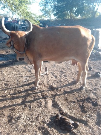 આ ગાય વેચવાની છે