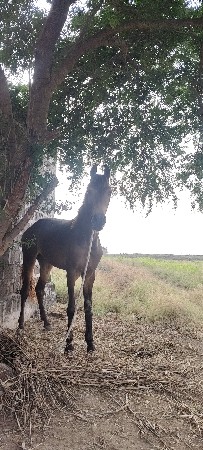 થંબનેલ 3