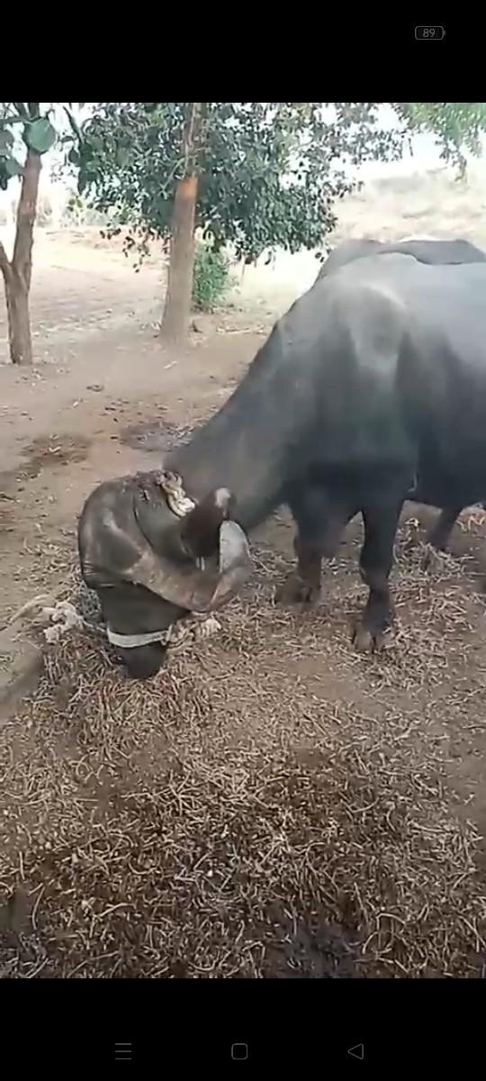 ભેંસ વેચવાની છે