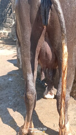 ભેંશ વેચવાની સે