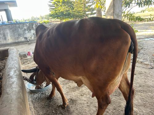 થંબનેલ 3