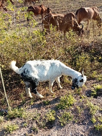 સફેદ ધોરી અઢી મહિના નો ગાભ