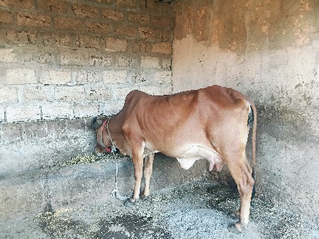 ગાય વેચવાની છે