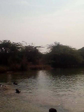 ભેંશ લેવાની છે