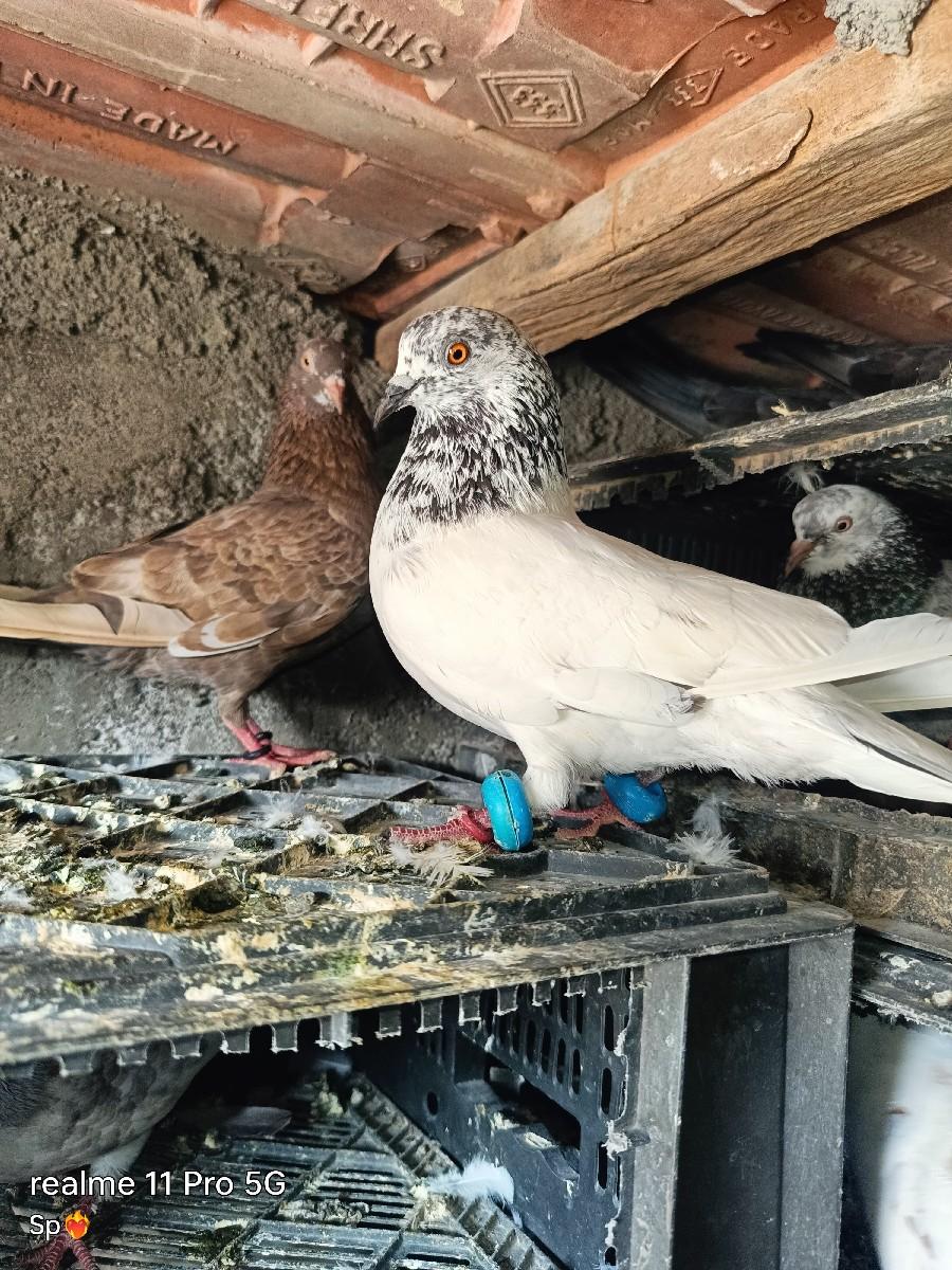 थंबनेल 2