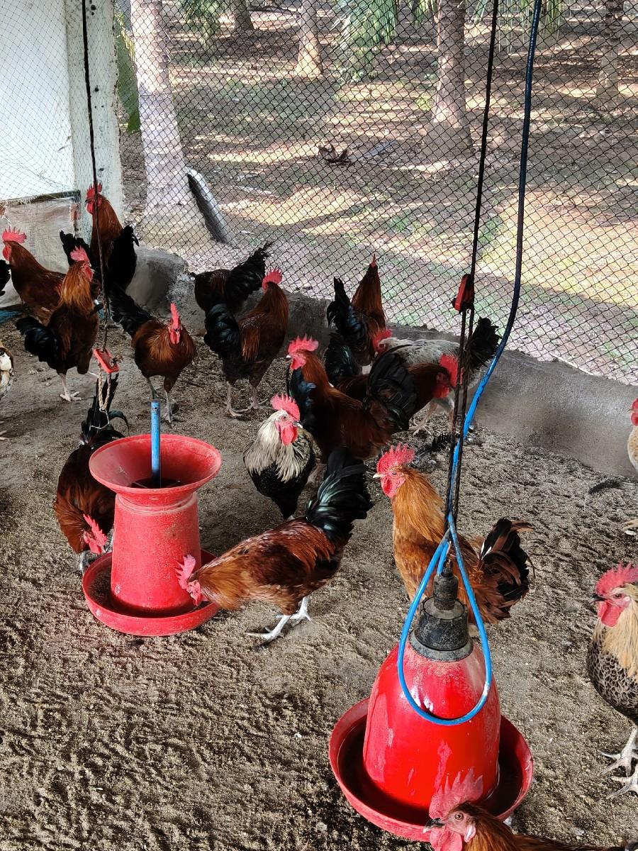 थंबनेल 2