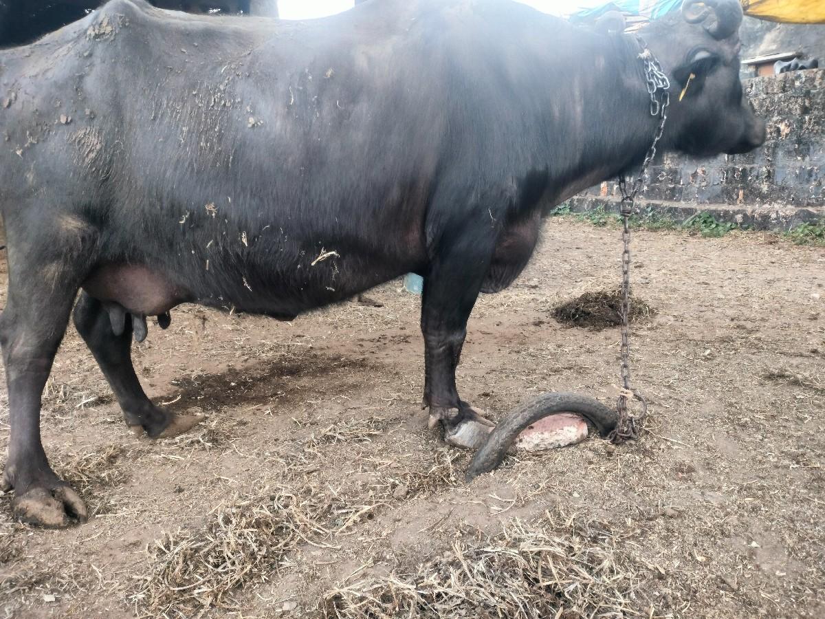 थंबनेल 2