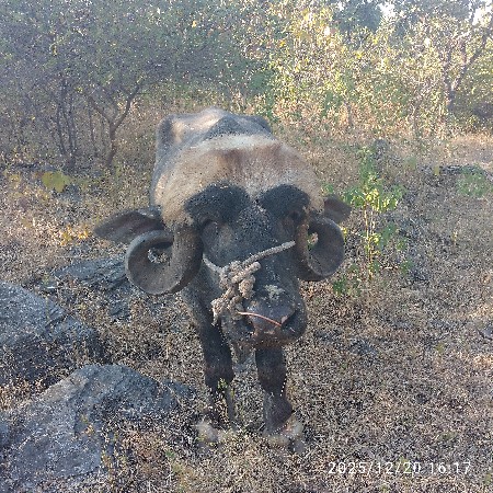 थंबनेल 3