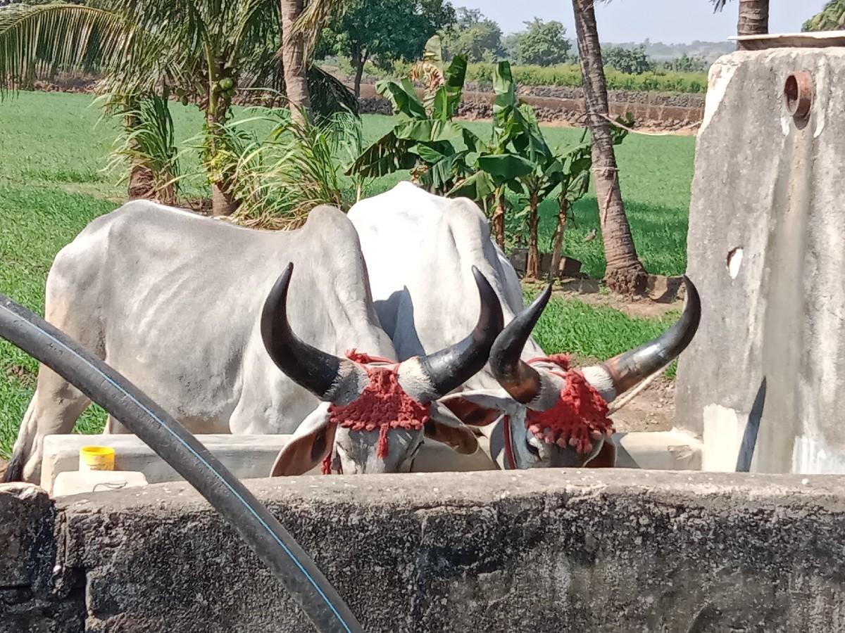 ગોઢલા વેચવાના. છે