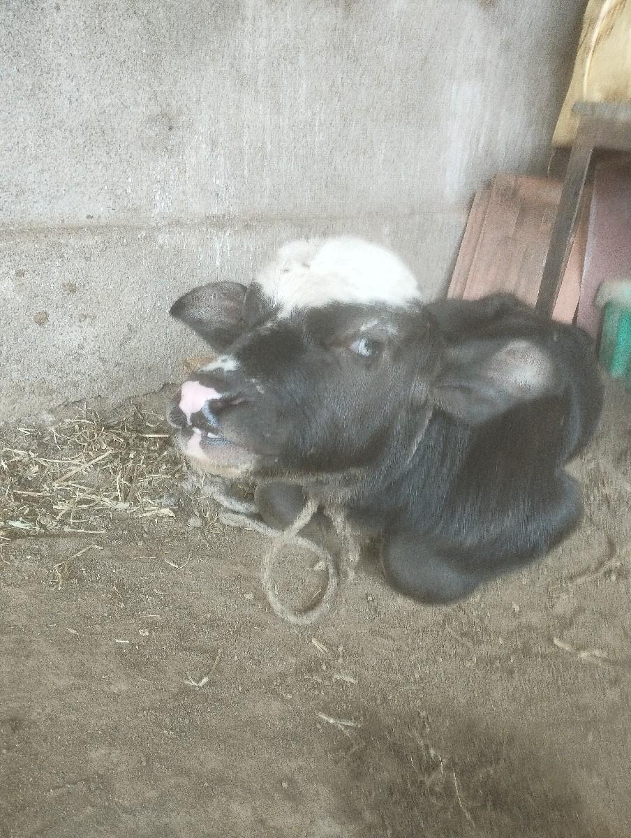 थंबनेल 2