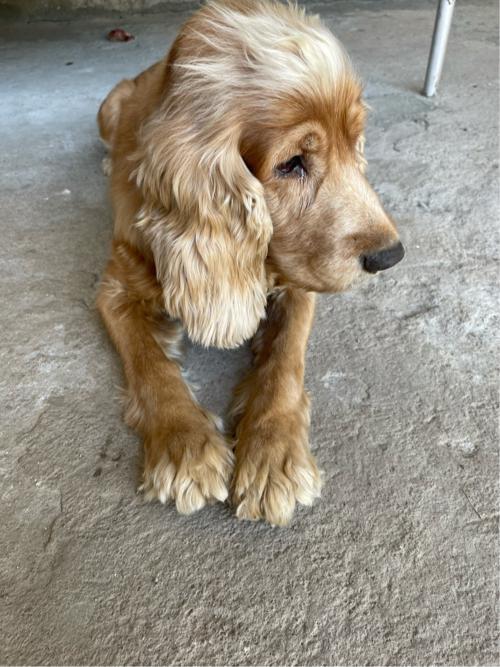 English cocker spaniel 14 months