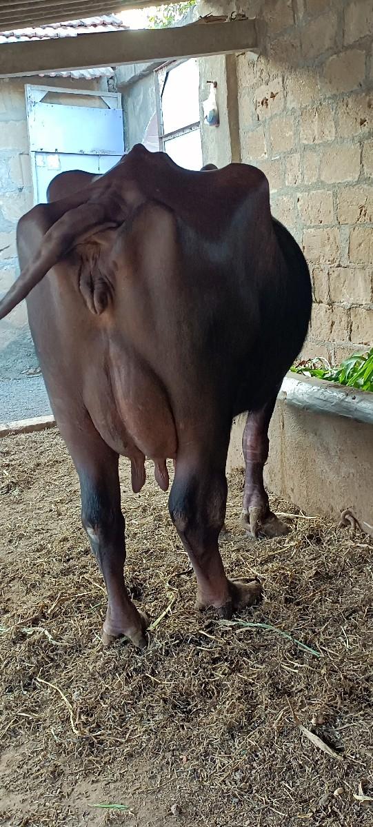 થંબનેલ 2