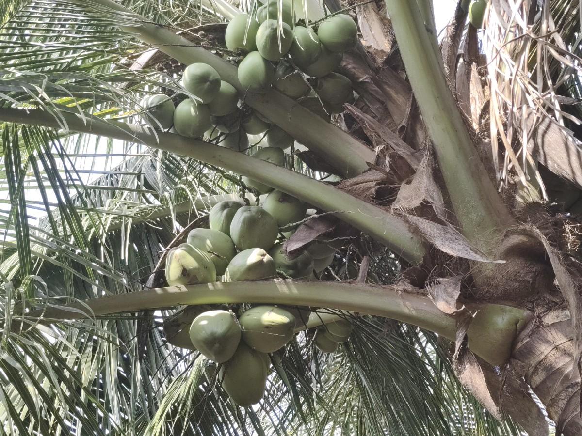 નાળિયેરીના બગીચા નો ઈજારો દેવાનોચે