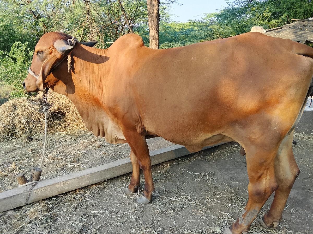 थंबनेल 3