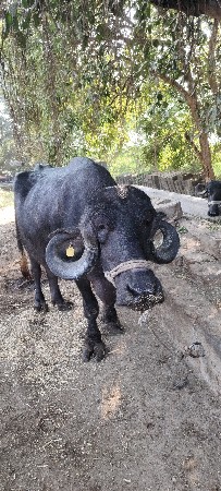 थंबनेल 2