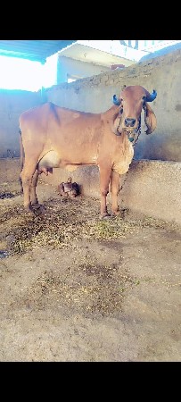 થંબનેલ 3