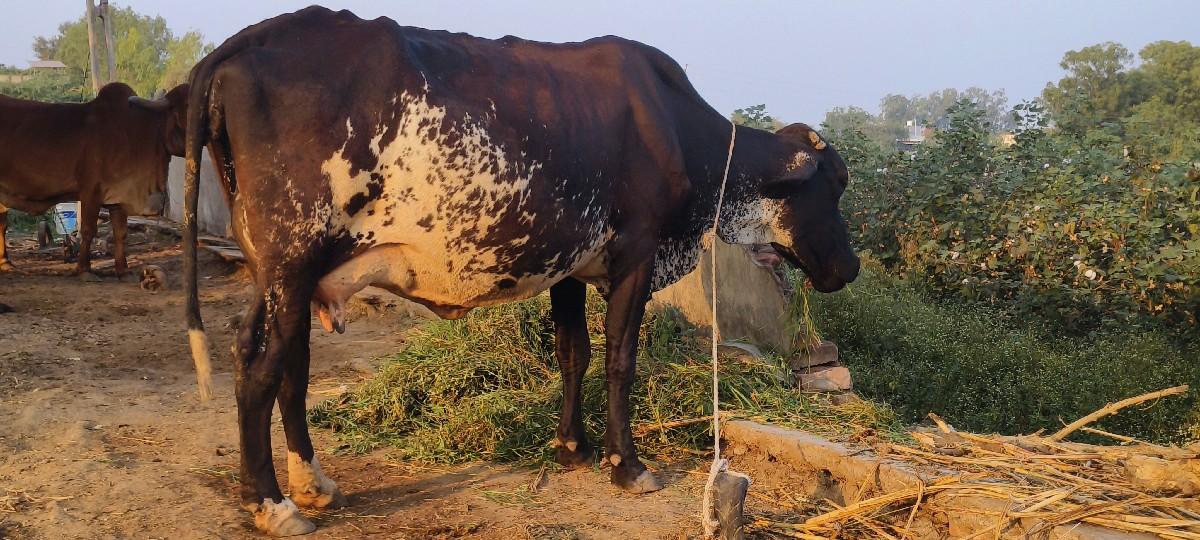 કોષ ગાય વેચવાની છે