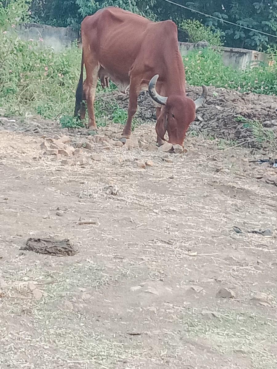 थंबनेल 2