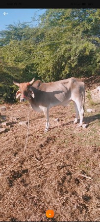 25000 kimat Jo Chhoda tha godala