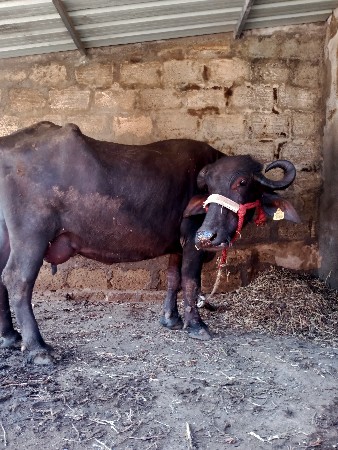 થંબનેલ 3