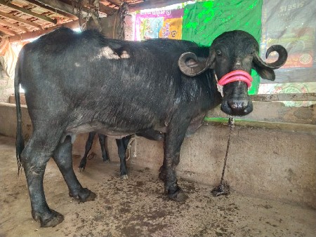 ખણાય વેચવાની છે