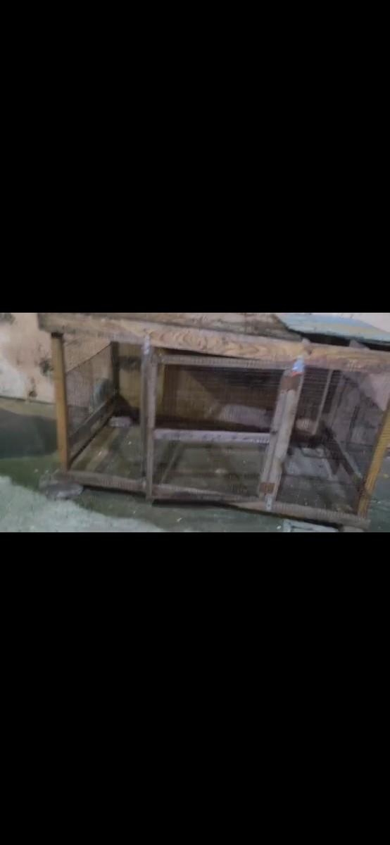 kabutar nu panjru vechva nu che