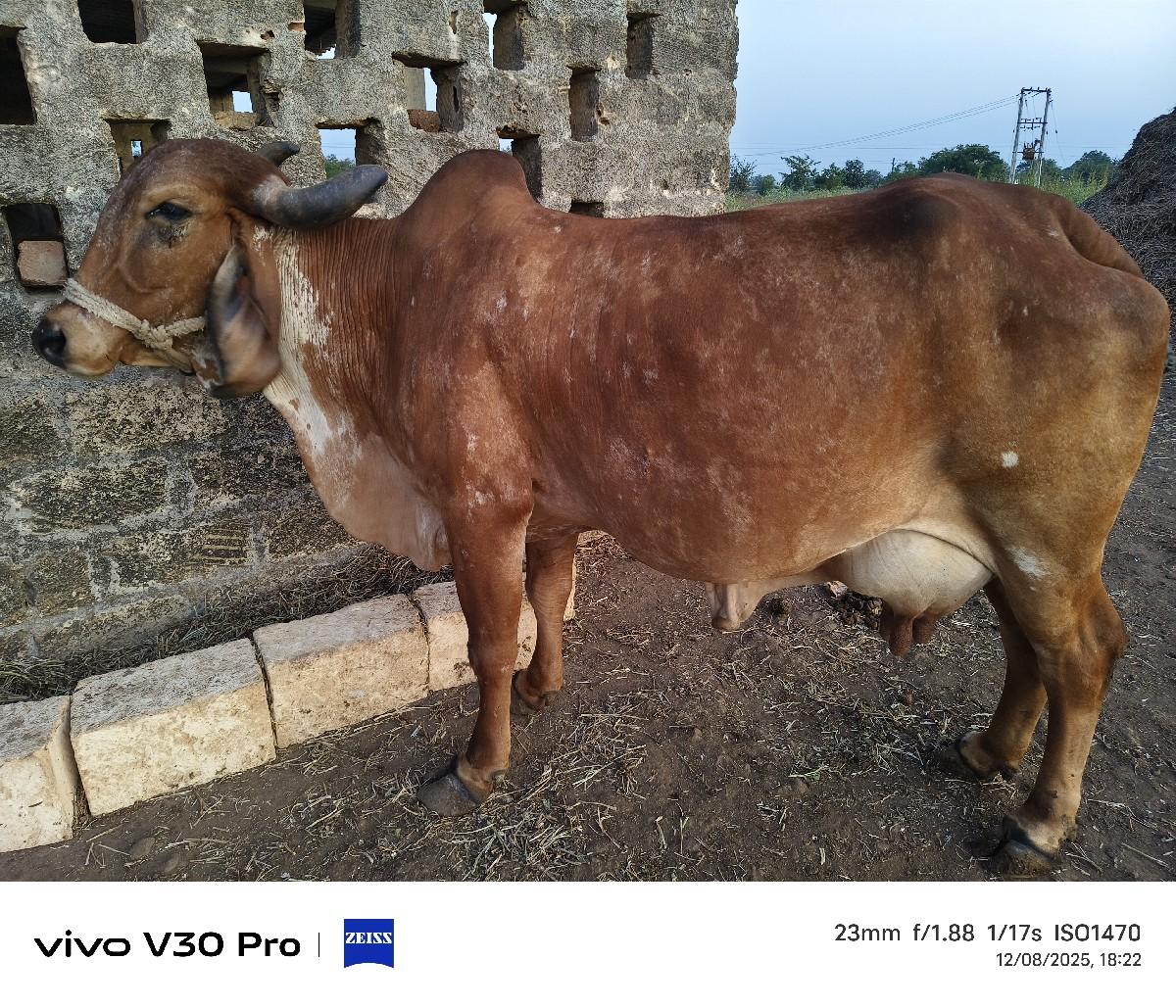 થંબનેલ 2