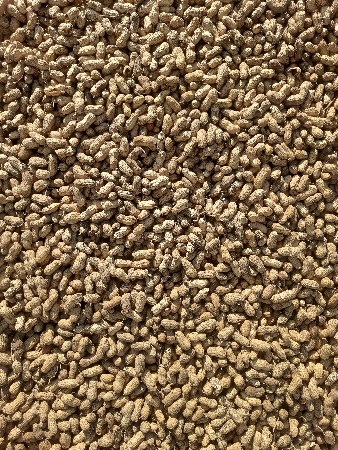 જી  20 મગફડી બીયારણ મા દેવાનીસે