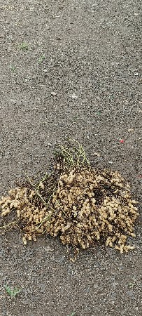 ગિરનાર 4 અને 39 નંબર મગફળી