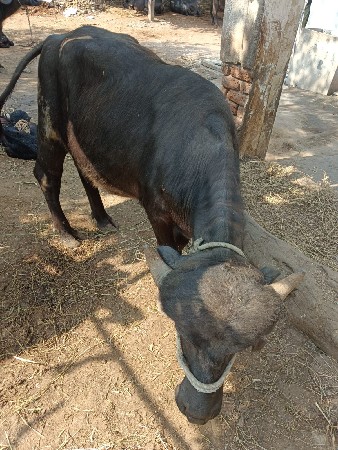 થંબનેલ 3