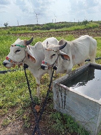 વેચવાના છે સાચો છે