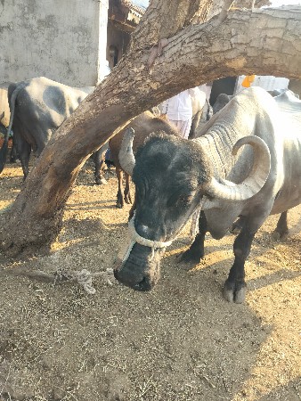 थंबनेल 3